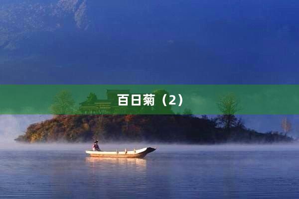 百日菊（2）