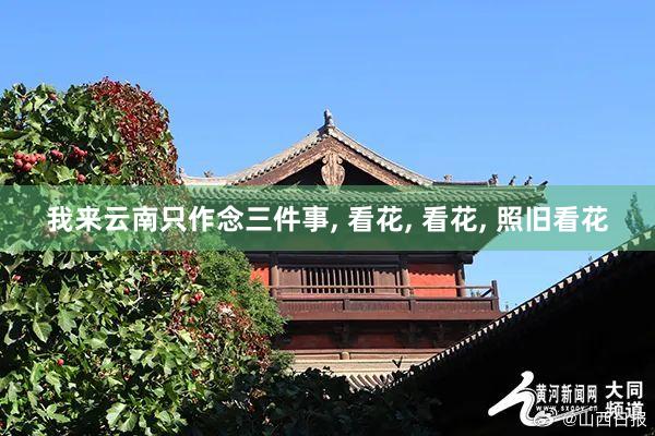 我来云南只作念三件事, 看花, 看花, 照旧看花